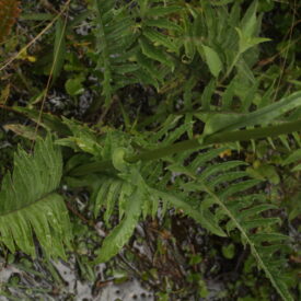 Senecio erisithalifolius — foto 5 de 7 da observação 147217022 no iNaturalist