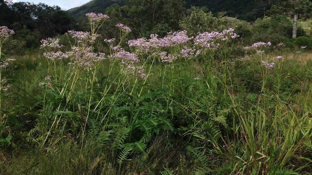Senecio erisithalifolius — foto 7 de 7 da observação 147217022 no iNaturalist