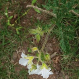 Solanum sisymbriifolium — foto 2 de 3 da observação 147217745 no iNaturalist