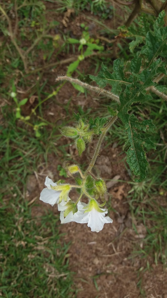 Solanum sisymbriifolium — foto 2 de 3 da observação 147217745 no iNaturalist