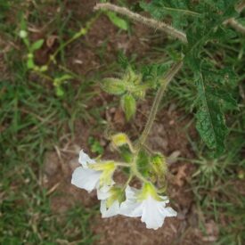 Solanum sisymbriifolium — foto 3 de 3 da observação 147217745 no iNaturalist