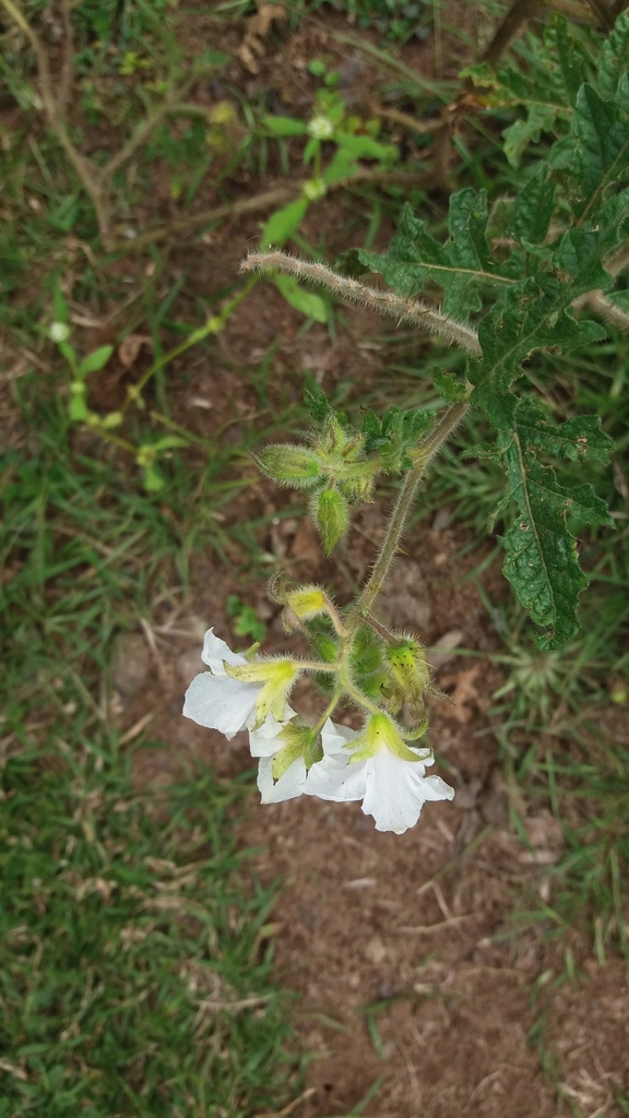 Solanum sisymbriifolium — foto 3 de 3 da observação 147217745 no iNaturalist