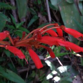 Sinningia magnifica — foto 2 de 5 da observação 147217747 no iNaturalist