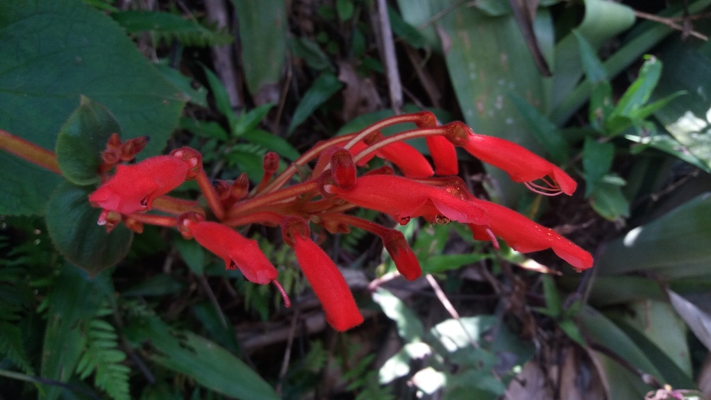 Sinningia magnifica — foto 2 de 5 da observação 147217747 no iNaturalist