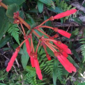 Sinningia magnifica — foto 4 de 5 da observação 147217747 no iNaturalist