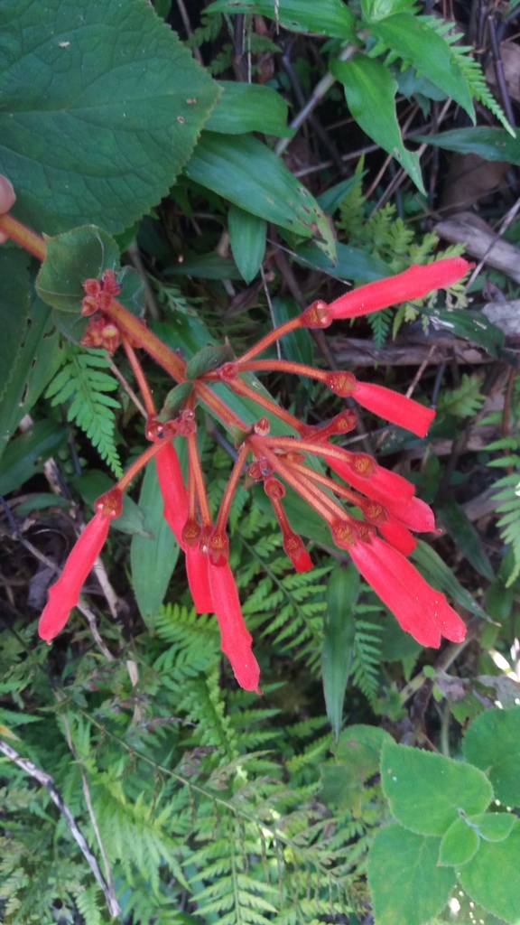 Sinningia magnifica — foto 4 de 5 da observação 147217747 no iNaturalist