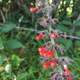 Salvia secunda — foto 2 de 4 da observação 147217748 no iNaturalist