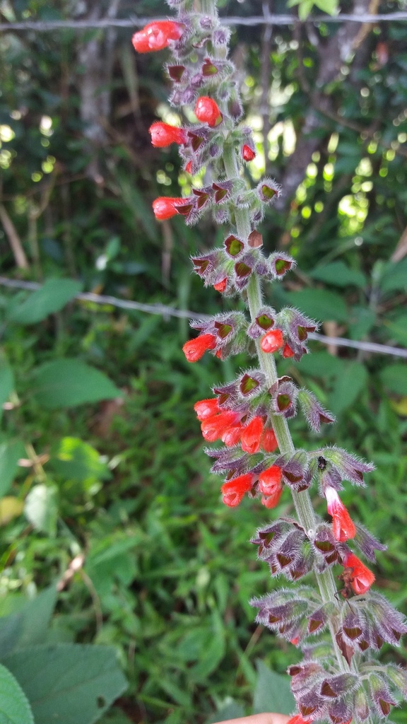 Salvia secunda — foto 2 de 4 da observação 147217748 no iNaturalist