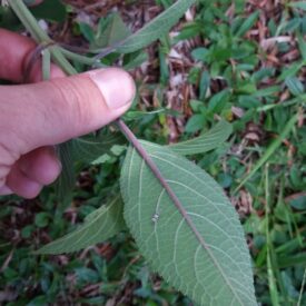 Salvia secunda — foto 4 de 4 da observação 147217748 no iNaturalist