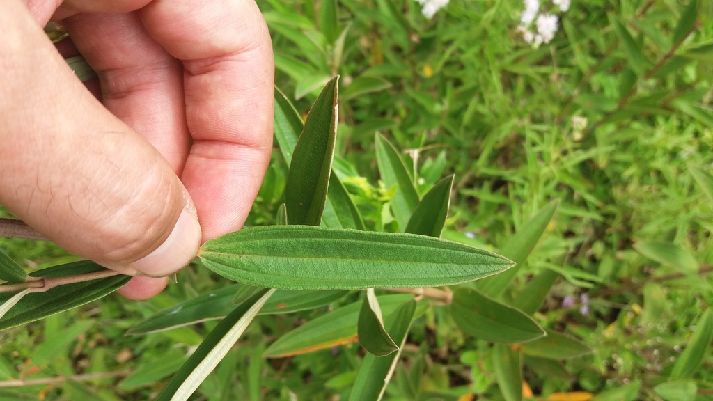 Pleroma oleifolium — foto 3 de 3 da observação 147217750 no iNaturalist