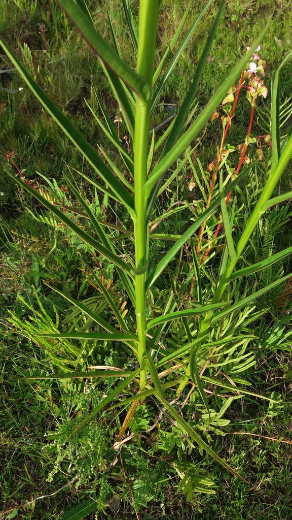 Lobelia exaltata — foto 2 de 2 da observação 147217753 no iNaturalist
