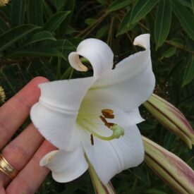 Lilium formosanum — foto 2 de 3 da observação 147217754 no iNaturalist