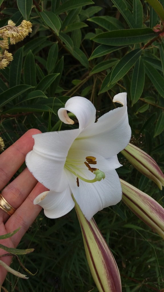 Lilium formosanum — foto 2 de 3 da observação 147217754 no iNaturalist