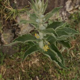 Buddleja stachyoides — foto 2 de 2 da observação 147219351 no iNaturalist