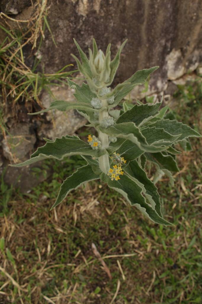 Buddleja stachyoides — foto 2 de 2 da observação 147219351 no iNaturalist