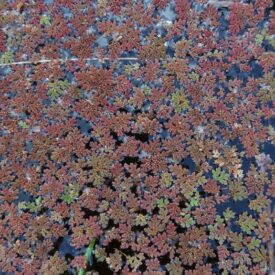 Azolla filiculoides subsp. cristata — foto 2 de 2 da observação 147219355 no iNaturalist