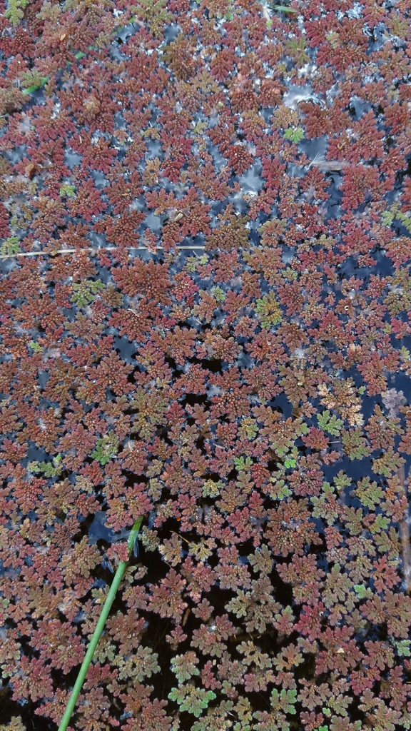 Azolla filiculoides subsp. cristata — foto 2 de 2 da observação 147219355 no iNaturalist