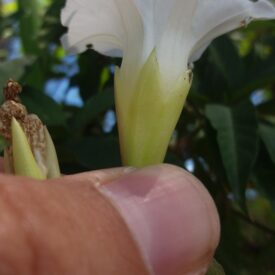 Distimake macrocalyx — foto 3 de 3 da observação 147219362 no iNaturalist