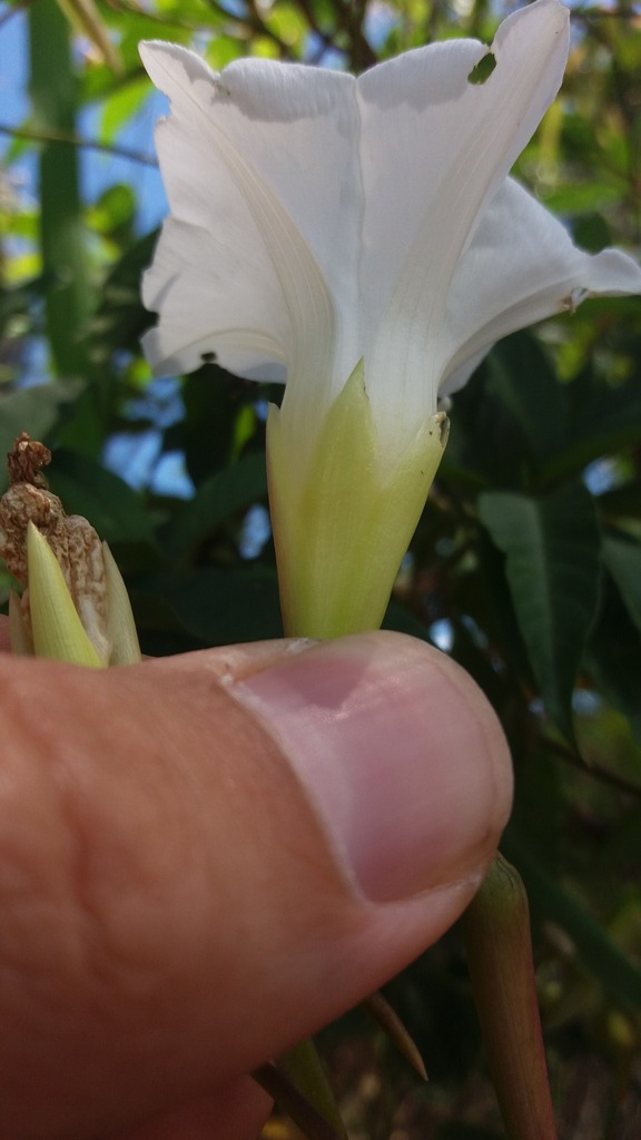 Distimake macrocalyx — foto 3 de 3 da observação 147219362 no iNaturalist