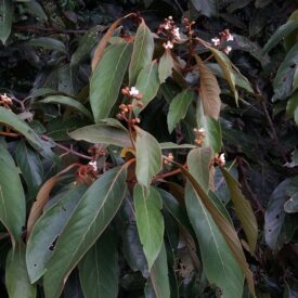 Nectandra oppositifolia — foto 2 de 4 da observação 147219365 no iNaturalist