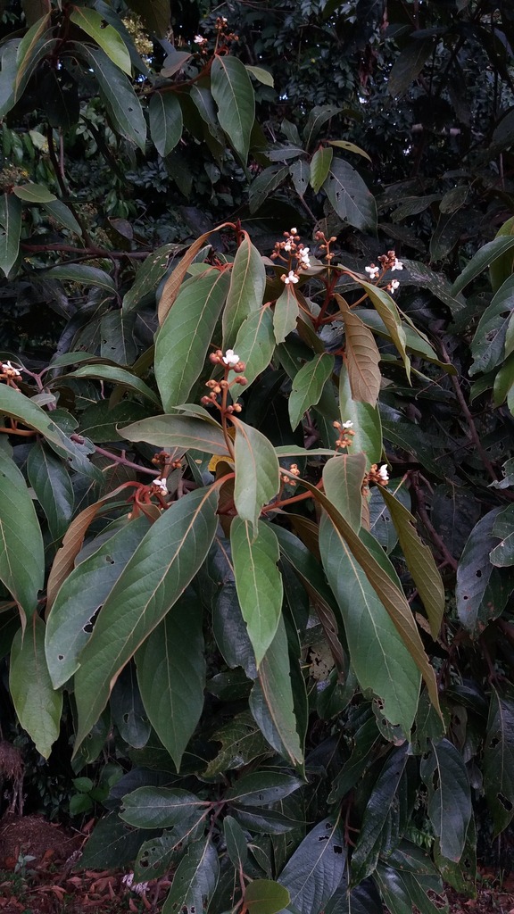 Nectandra oppositifolia — foto 2 de 4 da observação 147219365 no iNaturalist