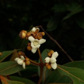 Nectandra oppositifolia — foto 3 de 4 da observação 147219365 no iNaturalist