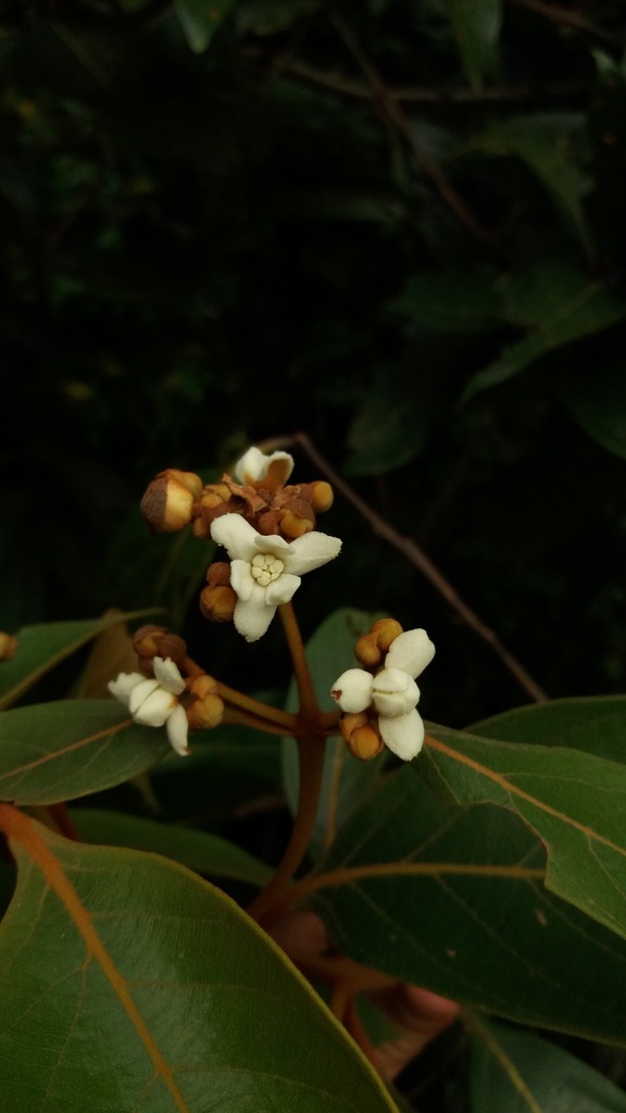 Nectandra oppositifolia — foto 3 de 4 da observação 147219365 no iNaturalist
