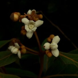 Nectandra oppositifolia — foto 4 de 4 da observação 147219365 no iNaturalist