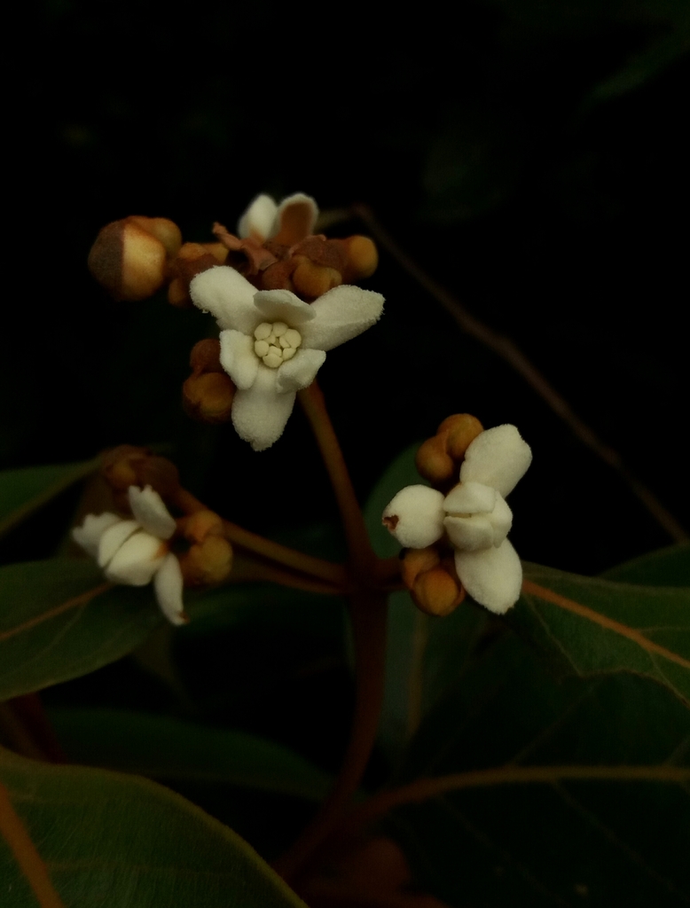 Nectandra oppositifolia — foto 4 de 4 da observação 147219365 no iNaturalist