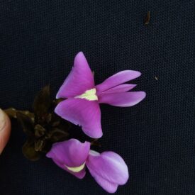 Platycyamus regnellii — foto 2 de 6 da observação 147219370 no iNaturalist
