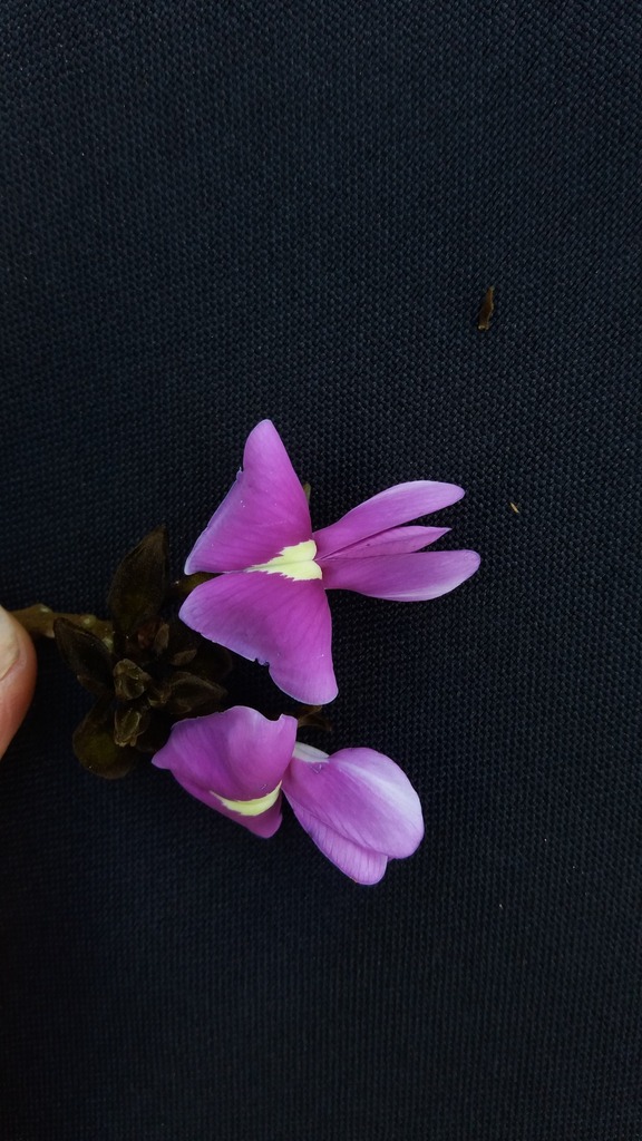 Platycyamus regnellii — foto 2 de 6 da observação 147219370 no iNaturalist