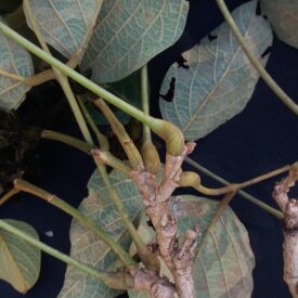 Platycyamus regnellii — foto 4 de 6 da observação 147219370 no iNaturalist