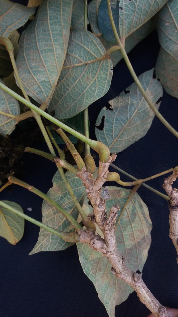 Platycyamus regnellii — foto 4 de 6 da observação 147219370 no iNaturalist