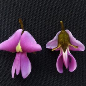Platycyamus regnellii — foto 6 de 6 da observação 147219370 no iNaturalist