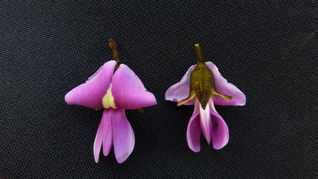 Platycyamus regnellii — foto 6 de 6 da observação 147219370 no iNaturalist