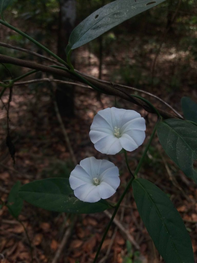 Foto de duas flores brancas em close, capturadas frontalmente em orientação vertical. As flores têm formato circular, pétalas finamente vincadas e centros claros com estruturas delicadas ao centro. Os ramos ao redor são finos e alongados, sustentando folhas estreitas e verde-escuras, algumas com manchas e perfurações visíveis. O fundo aparece desfocado, composto por tons terrosos e áreas de vegetação, com luz filtrada entre as árvores. A iluminação é suave, criando sombras leves sobre as folhas e destacando a textura das pétalas.