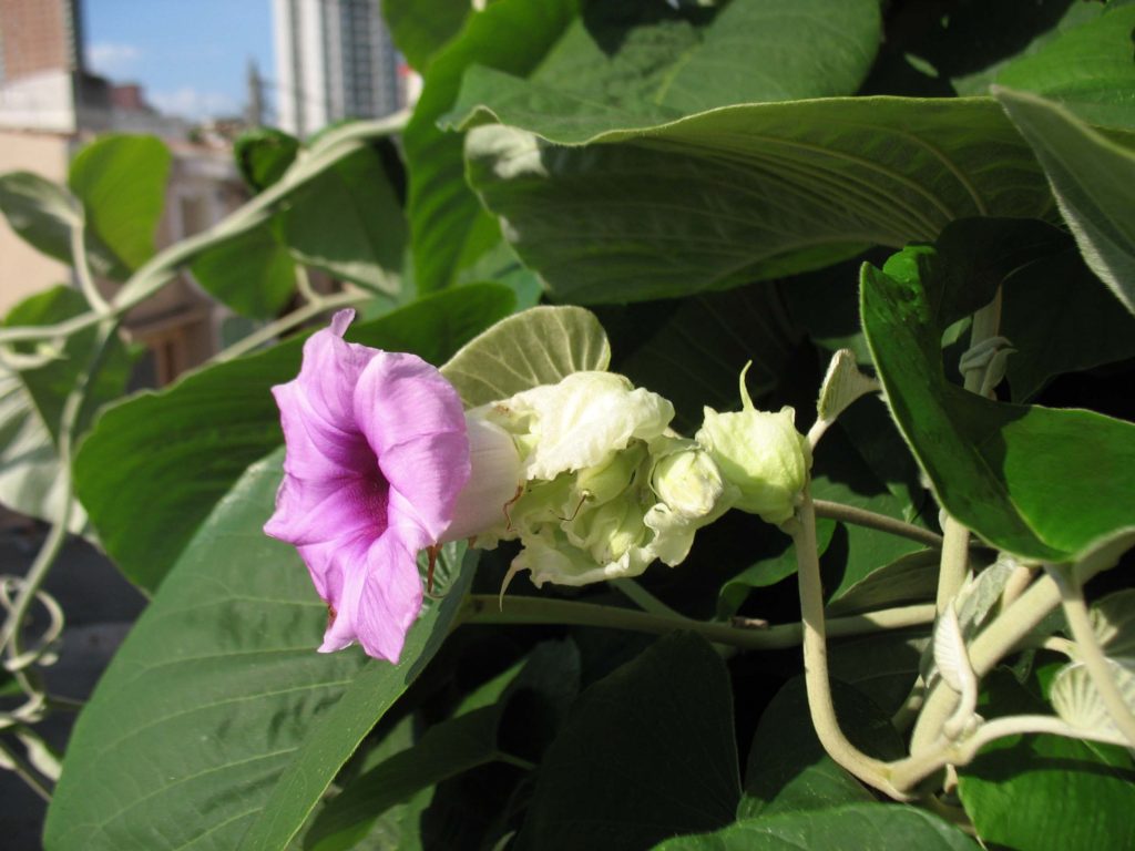 Foto de uma flor roxa vista de lado, com pétalas levemente enrugadas formando um tubo floral claro, em contraste com folhas largas e verde-escuras ao redor. Ao lado da flor há botões esbranquiçados ainda fechados, com textura suave. O fundo mostra um ambiente urbano desfocado, com prédios e céu claro ao fundo. A iluminação é direta, criando sombras definidas e realçando o relevo das folhas e pétalas.