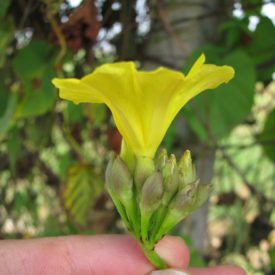 Foto em close mostrando uma flor amarela vista de perfil, segurada entre dois dedos na base do pedúnculo. A flor é tubular, abrindo-se em pétalas onduladas que formam uma borda ampla e luminosa. Abaixo da flor há diversos botões alongados, ainda fechados, de superfície lisa e coloração entre verde e marrom-claro. O fundo está desfocado, composto por folhas verdes grandes, galhos e parte de um tronco mais claro. A iluminação é natural e suave, destacando a textura delicada da flor e dos botões.