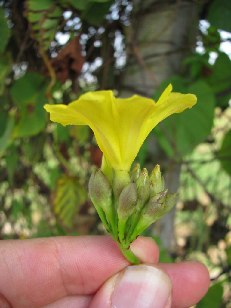 Foto em close mostrando uma flor amarela vista de perfil, segurada entre dois dedos na base do pedúnculo. A flor é tubular, abrindo-se em pétalas onduladas que formam uma borda ampla e luminosa. Abaixo da flor há diversos botões alongados, ainda fechados, de superfície lisa e coloração entre verde e marrom-claro. O fundo está desfocado, composto por folhas verdes grandes, galhos e parte de um tronco mais claro. A iluminação é natural e suave, destacando a textura delicada da flor e dos botões.