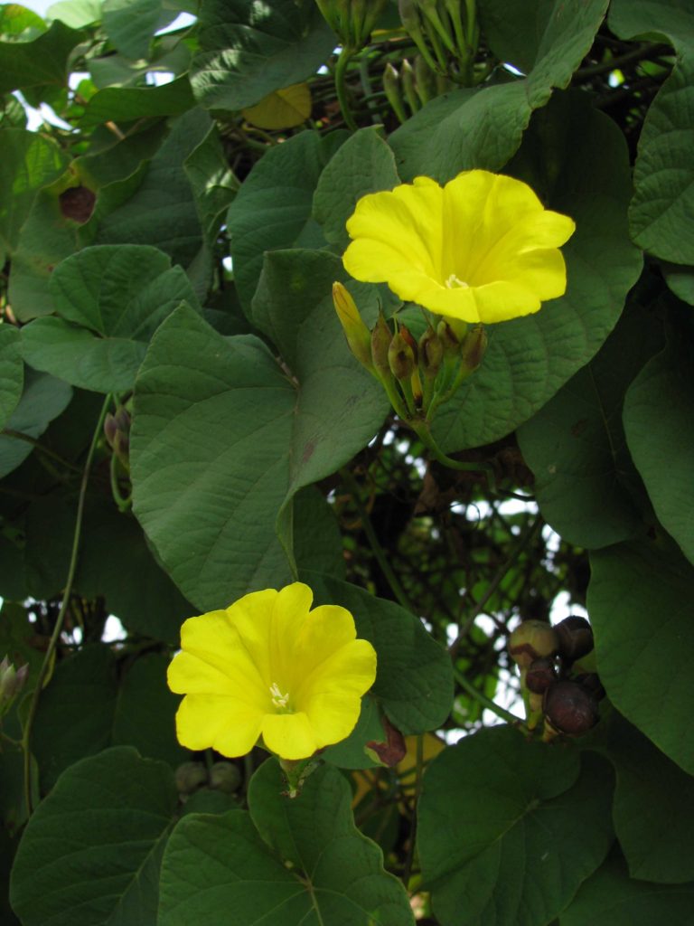 Foto de duas flores amarelas em close, vistas frontalmente em orientação quadrada. As flores possuem pétalas amplas e suavemente onduladas, formando um tubo floral curto no centro. Elas estão inseridas em meio a folhas grandes, verde-escuras e com nervuras marcadas, que ocupam quase todo o fundo da imagem. Pequenos botões e frutos arredondados aparecem abaixo das flores, parcialmente ocultos pela folhagem. A iluminação é suave e difusa, sem sombras fortes, destacando a cor vibrante das pétalas.