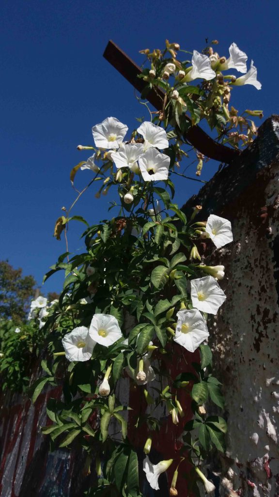Foto de várias flores brancas em plano geral, distribuídas ao longo de uma trepadeira que cresce sobre um muro. As flores são abertas, com pétalas arredondadas e centros amarelados, voltadas em diferentes direções. As folhas são verdes, alongadas e brilhantes, formando um conjunto denso ao redor dos ramos. O fundo mostra um céu azul intenso e parte de estruturas externas desfocadas. A iluminação é forte e direta, criando sombras marcadas e ressaltando a textura das folhas e pétalas.