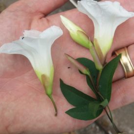 Foto de duas flores brancas em close, apoiadas na palma de uma mão. As flores têm formato tubular alongado, pétalas delicadas e ligeiramente onduladas, com tonalidade esbranquiçada que se intensifica para o amarelo na base. Ao lado delas há botões alongados e fechados, de cor rosada e verde. Folhas verde-escuras, estreitas e com ponta afilada acompanham os botões. A iluminação é suave e natural, criando sombras leves sobre a mão e realçando a textura das pétalas.