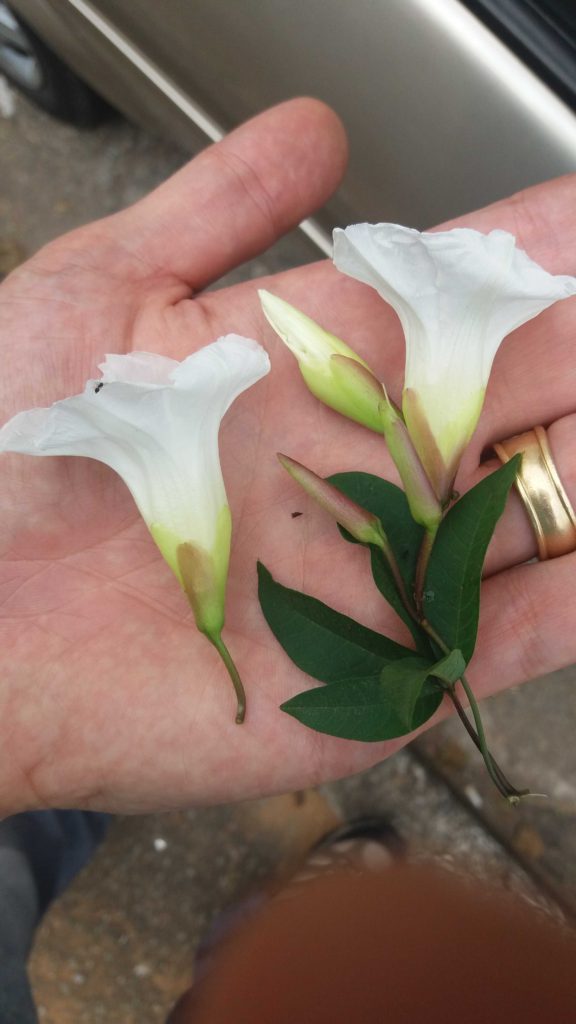 Foto de duas flores brancas em close, apoiadas na palma de uma mão. As flores têm formato tubular alongado, pétalas delicadas e ligeiramente onduladas, com tonalidade esbranquiçada que se intensifica para o amarelo na base. Ao lado delas há botões alongados e fechados, de cor rosada e verde. Folhas verde-escuras, estreitas e com ponta afilada acompanham os botões. A iluminação é suave e natural, criando sombras leves sobre a mão e realçando a textura das pétalas.