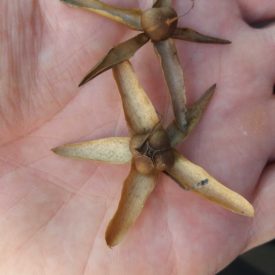 Foto de dois frutos secos vistos em close, apoiados sobre a palma de uma mão. Cada fruto apresenta cinco segmentos longos, rígidos e estreitos, dispostos como uma estrela ao redor de uma estrutura central arredondada e marrom. As superfícies são ásperas e variam entre tons de marrom claro e escuro. O fundo é formado pela pele da mão, com iluminação suave que realça texturas e sombras finas.