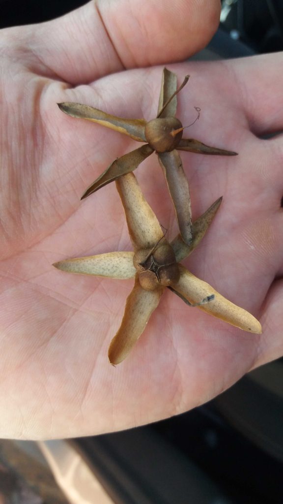 Foto de dois frutos secos vistos em close, apoiados sobre a palma de uma mão. Cada fruto apresenta cinco segmentos longos, rígidos e estreitos, dispostos como uma estrela ao redor de uma estrutura central arredondada e marrom. As superfícies são ásperas e variam entre tons de marrom claro e escuro. O fundo é formado pela pele da mão, com iluminação suave que realça texturas e sombras finas.