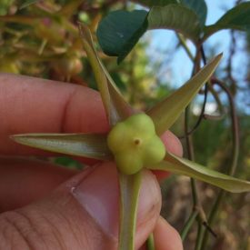 Foto em close de um fruto verde ainda jovem, segurado entre dedos, com cinco segmentos estreitos e alongados projetando-se ao redor da base. A estrutura central é arredondada e de coloração verde-clara. Ao fundo, aparecem folhas verdes e ramos finos desfocados, com pontos de céu azul entre eles. A iluminação é forte e natural, destacando o brilho das superfícies e as nervuras das folhas.
