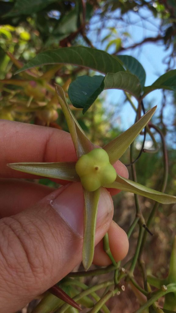 Foto em close de um fruto verde ainda jovem, segurado entre dedos, com cinco segmentos estreitos e alongados projetando-se ao redor da base. A estrutura central é arredondada e de coloração verde-clara. Ao fundo, aparecem folhas verdes e ramos finos desfocados, com pontos de céu azul entre eles. A iluminação é forte e natural, destacando o brilho das superfícies e as nervuras das folhas.
