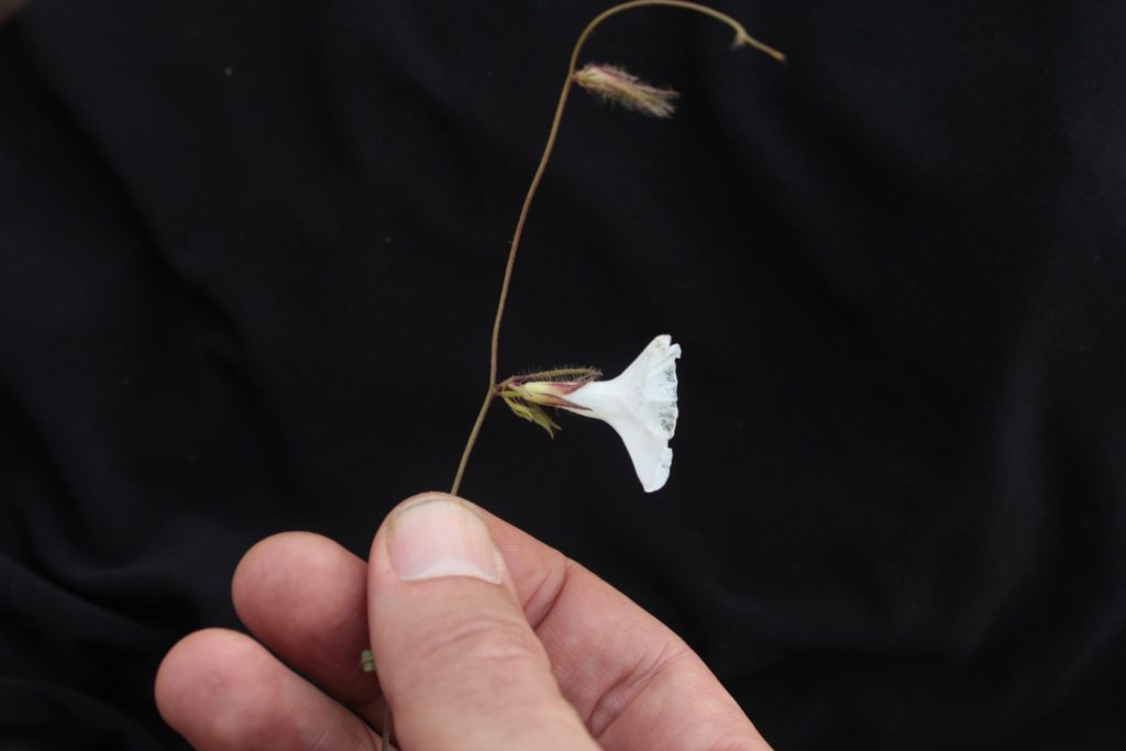 Foto em close de uma flor branca presa a um caule muito fino e alongado, segurado por dedos na base. A flor é tubular, abrindo-se em pétalas delicadas e ligeiramente onduladas. Acima dela, no mesmo caule, há pequenas estruturas secas e estreitas. O fundo é escuro e uniforme, destacando a silhueta clara da flor e do caule. A iluminação é suave, produzindo sombras discretas nas mãos e realçando a forma simples da planta.