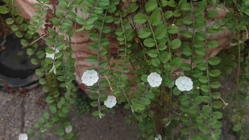 Foto em plano médio mostrando vários ramos finos e pendentes, cobertos por folhas pequenas, arredondadas e verde-claras. Entre os ramos surgem diversas flores brancas, pequenas e abertas frontalmente, com pétalas suaves formando um disco circular. O fundo inclui parte de um vaso de barro e superfície de piso, ambos desfocados. A iluminação é suave e natural, destacando a textura delicada das folhas e o contraste das flores claras contra o verde.