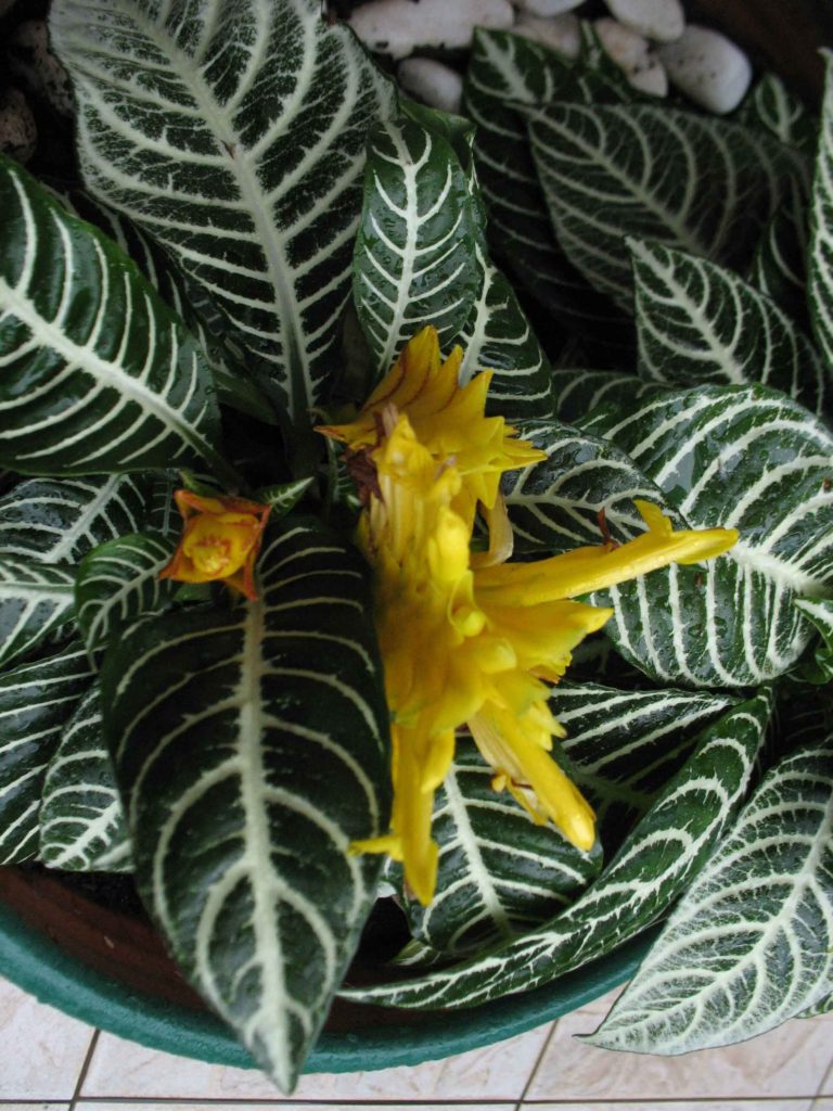 Foto em close de uma flor amarela irregular, com pétalas estreitas e alongadas, situada no centro de um conjunto de folhas marcantes. As folhas são grandes, verde-escuras e apresentam nervuras brancas muito contrastantes, formando um padrão geométrico evidente. Outras pequenas estruturas florais amarelas aparecem próximas à flor principal. O fundo é composto pelas próprias folhas, ocupando todo o enquadramento. A iluminação é suave, destacando o brilho da flor e o forte contraste das nervuras das folhas.